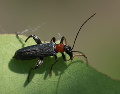 Oedemera croceicollis