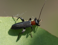Oedemera croceicollis