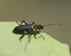Oedemera croceicollis