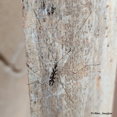 Dicranomyia pulchripennis