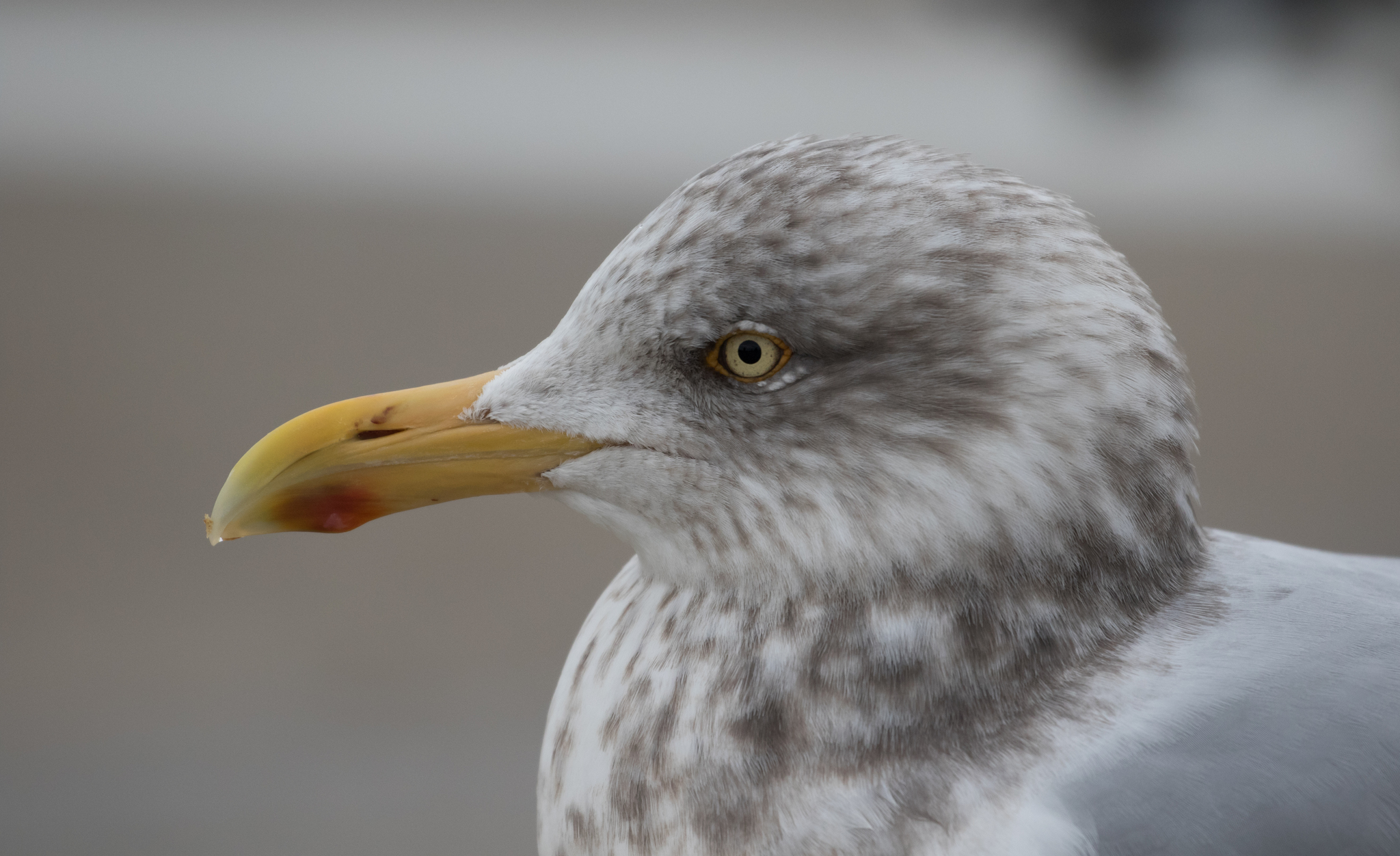 American Herring Gull