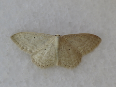 Idaea litigiosaria