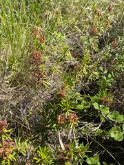Rhododendron tomentosum