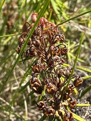 Rhododendron tomentosum