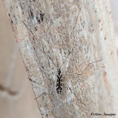 Dicranomyia pulchripennis