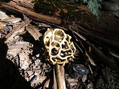 Clathrus chrysomycelinus