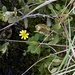 Ranunculus lapponicus - Photo (c) Blaine T. Spellman, algunos derechos reservados (CC BY-NC), subido por Blaine T. Spellman