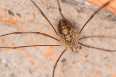 Opilio parietinus