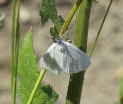 Lithostege farinata