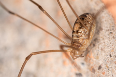 Opilio parietinus