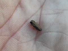 Anthaxia umbellatarum