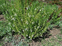 Teucrium cubense