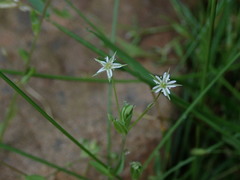 Stellaria alsine