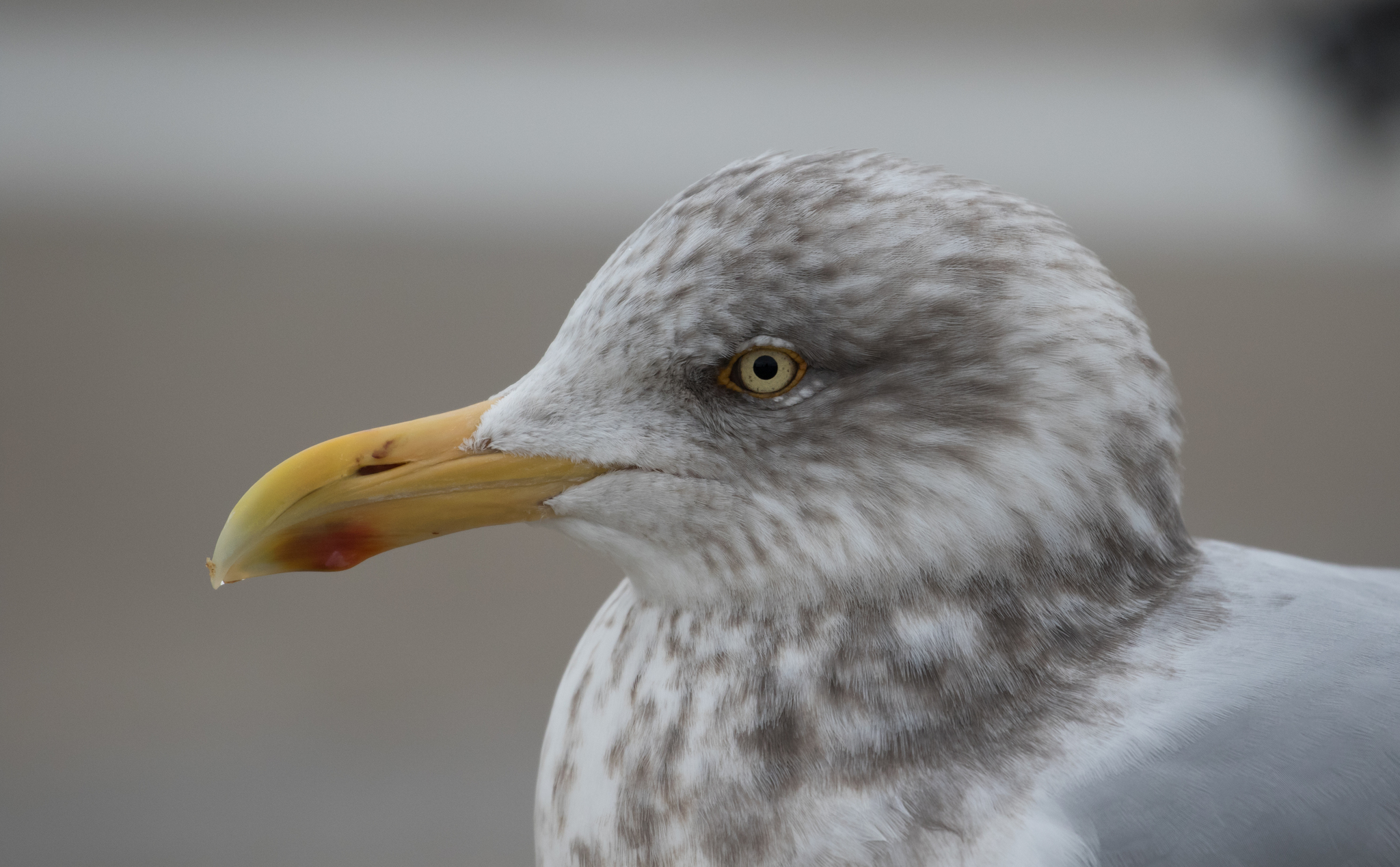 American Herring Gull