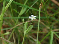 Stellaria alsine