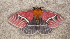 Pseudodirphia menander