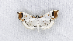Pycnarmon leucinodalis