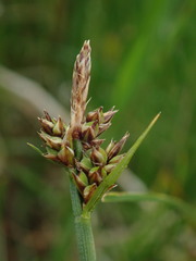 Carex pilulifera