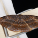 Saccoploca hendida - Photo (c) darielsaqui,  זכויות יוצרים חלקיות (CC BY-SA)