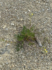 Potentilla bimundorum