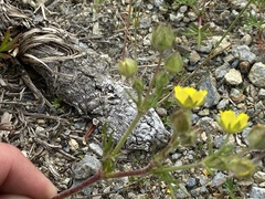 Potentilla bimundorum