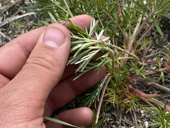 Potentilla bimundorum