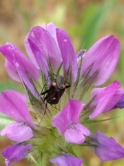 Closterotomus cinctipes