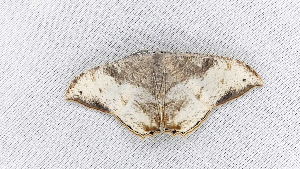 Syngria griseata
