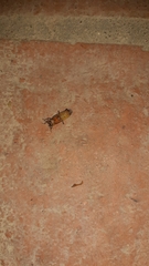 Nyctophila reichii