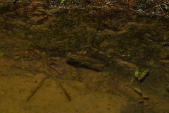 Aplocheilus lineatus