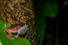 Pseudophilautus amboli