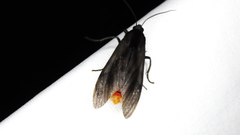 Thysanoprymna superba