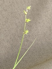Carex loliacea