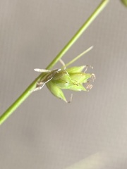 Carex loliacea