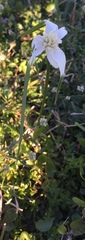 Rhynchospora colorata image