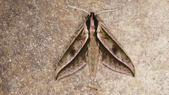Xylophanes acrus