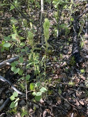 Castilleja pallida caudata