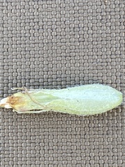 Castilleja pallida caudata