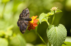 Chiomara mithrax