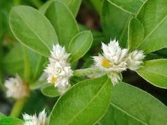 Alternanthera bettzickiana