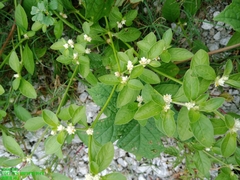 Alternanthera bettzickiana