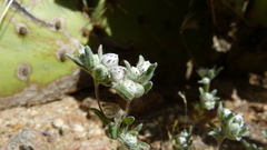Stylocline gnaphaloides
