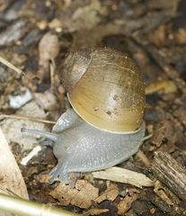 Megalobulimus