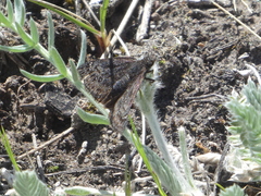 Erynnis persius borealis