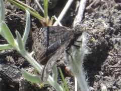 Erynnis persius borealis