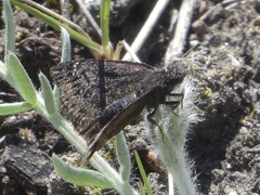 Erynnis persius borealis