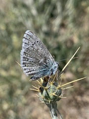 Polyommatus corydonius