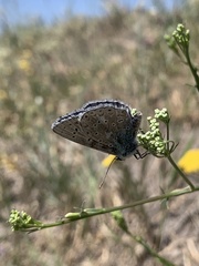 Polyommatus corydonius