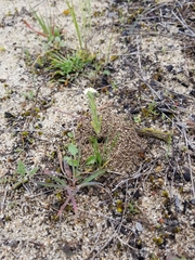Plagiobothrys tenellus