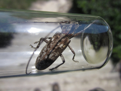 Monochamus carolinensis